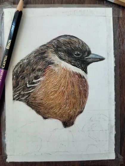 The full view of the initial bird WIP, taped to my drawing board.