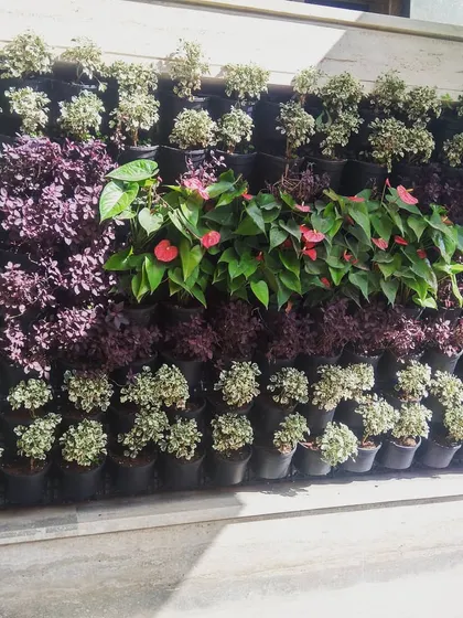 For this green wall, we created a pattern using different colored foliage, with flowering anthuriums in the center as a focal point. This is a great alternative to a traditional name board.