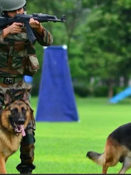 The Indian Army is now looking at local dog breeds for military work. My expertise extends to advising on breed selection for specific, high-stakes roles.