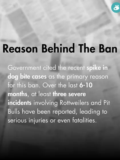 We explore the reason behind the breed ban in Goa, which was cited as a recent spike in dog bite cases involving these specific breeds.