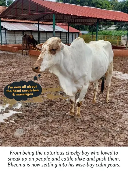 Bheema has settled into his calm, wise-boy years. He's now all about head scratches and massages, a far cry from his past as a cheeky young bull.