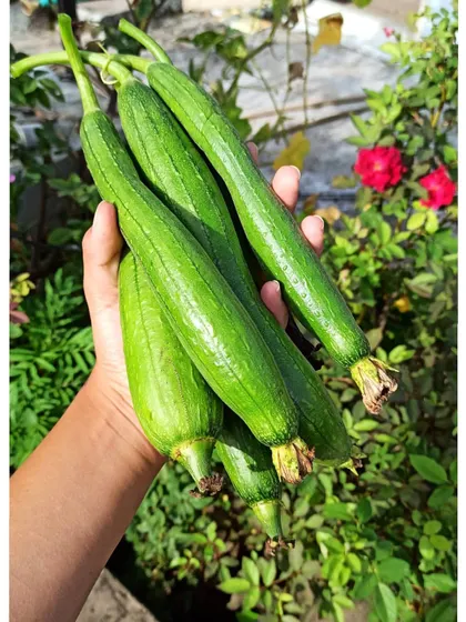 Holding a handful of freshly picked sponge gourds. They are one of the easiest climbers to grow on a balcony.