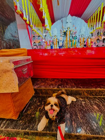 A happy Shih Tzu lies down on the cool marble steps in front of the Durga idol, taking a little break from the excitement and soaking in the divine atmosphere.