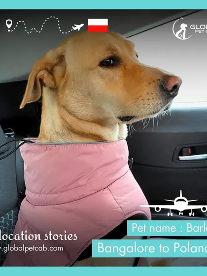 Barley, a sweet Labrador, is ready for the cold weather in Poland. Here he is in his warm jacket, looking out the window after arriving from Bangalore.