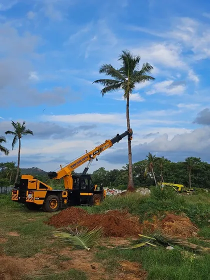 We use heavy-duty cranes to lift and reposition large, mature trees with precision. This image shows the scale of a palm tree transplantation project, ensuring the tree is moved safely to its new location for instant landscape impact.