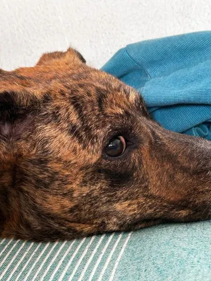 Kenzo resting his head, feeling completely at ease. A calm and quiet presence helps even the most energetic dogs to settle down and relax.