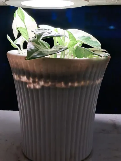 This is a Pothos plant, or Money Plant, in a ceramic pot. I have placed it under a small light to help it grow well indoors.