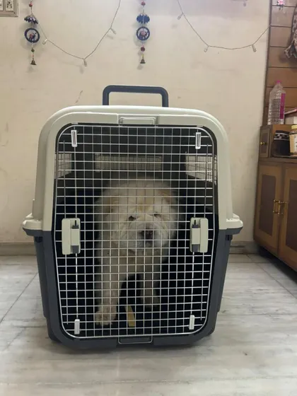 Eva the Chow Chow in her spacious, IATA-approved travel crate before her flight from Ahmedabad. We ensure every pet has enough room to stand, turn around, and lie down comfortably.