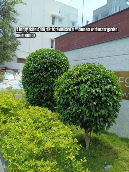 A happy plant is one that is well cared for. These ficus topiaries are kept perfectly shaped and healthy through our regular maintenance, which includes trimming, watering, and feeding.