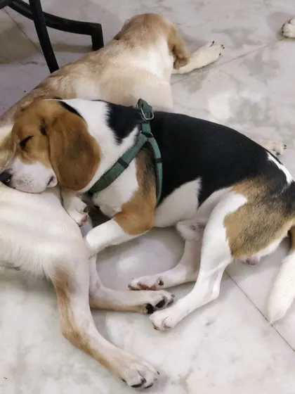 Complete trust and comfort. Kenzo the Beagle is fast asleep, using his friend Leo the Lab as a warm bed. Moments like these show how secure and happy the dogs feel with each other.