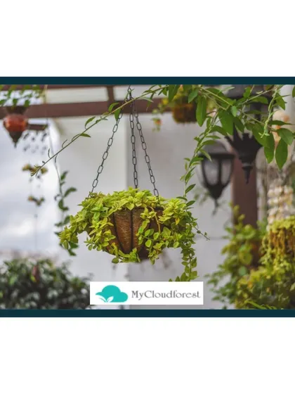 Sometimes, the simplest details have the biggest impact. A beautiful hanging plant with cascading foliage adds a touch of softness and life, drawing the eye upward and making the space feel more lush and three-dimensional.