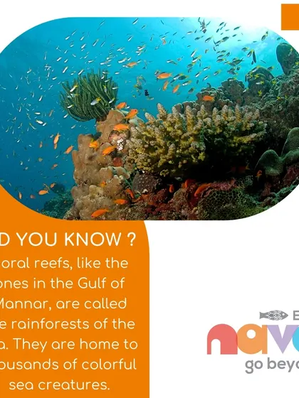 We dive into underwater worlds to learn about coral reefs, the rainforests of the sea. This topic introduces children to the incredible biodiversity that exists within our oceans.