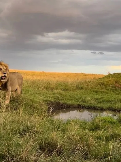 A powerful male lion from the Topi Plains pride stands against a stormy sky. The dramatic weather adds to the mood, creating a powerful environmental portrait.