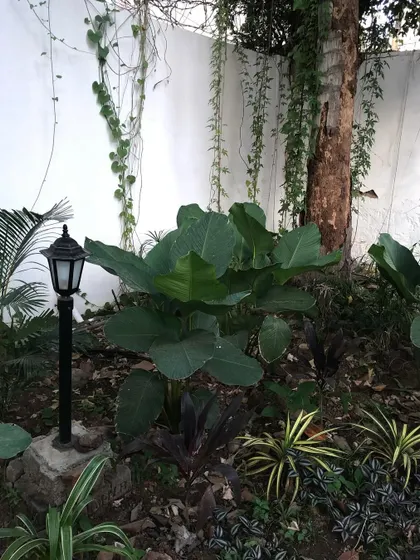 An outdoor garden bed at Roy's Cafe featuring Calathea, Dracaena, and other foliage. The lamp post is integrated into the design to provide gentle lighting in the evening.