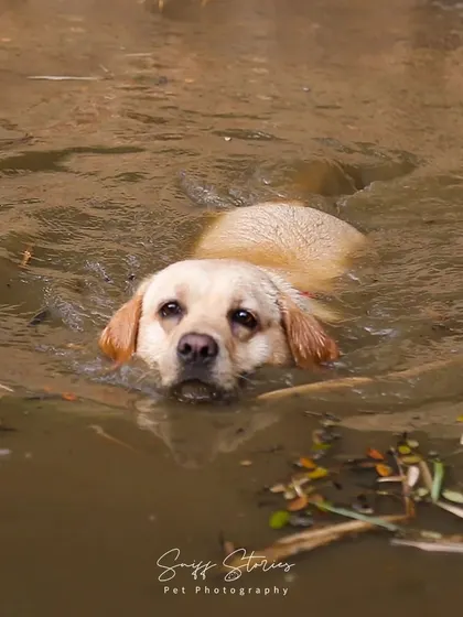 Bella swims through the muddy water, her head held high. This shot captures a moment of determination and pure doggy bliss during one of her many water adventures.