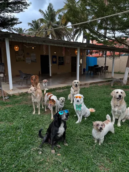 The whole gang is here. Our diverse pack of in-house dogs, a mix of Indies and other breeds, living their best life together.