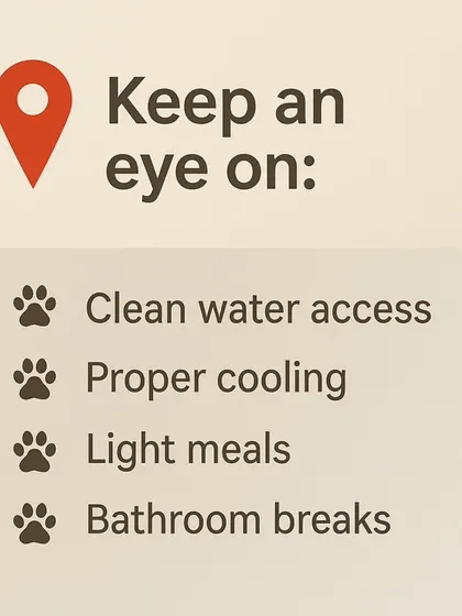 To help your dog through the heat, ensure they have access to clean water, proper cooling, light meals, and enough bathroom breaks.