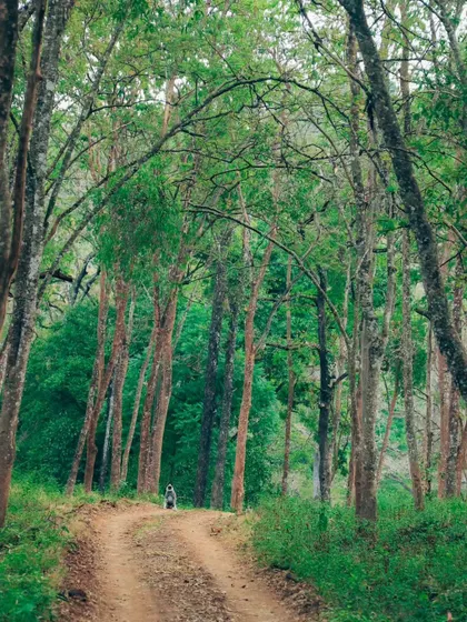 A monkey stands at the end of a forest path, framed by an arch of trees. This is a beautifully composed shot that feels like an invitation into the wild. This is a duplicate of ID 65.