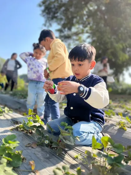 A young boy carefully examining a strawberry he has just picked, a moment of discovery and delight.