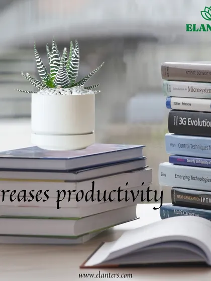 Reason 2: Plants increase productivity. A plant on a desk has been shown to improve focus and creativity, making it a great gift for colleagues.