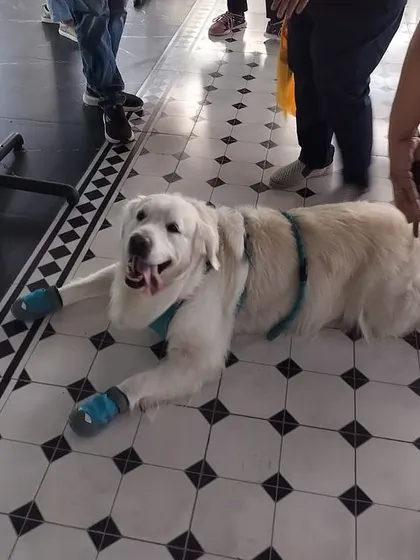 I was honored to speak at a Rotary Bangalore event about how dogs can be a part of therapy and mental health initiatives. My dog Coco was a perfect gentleman, charming the crowd and demonstrating the calm temperament of a great therapy dog.