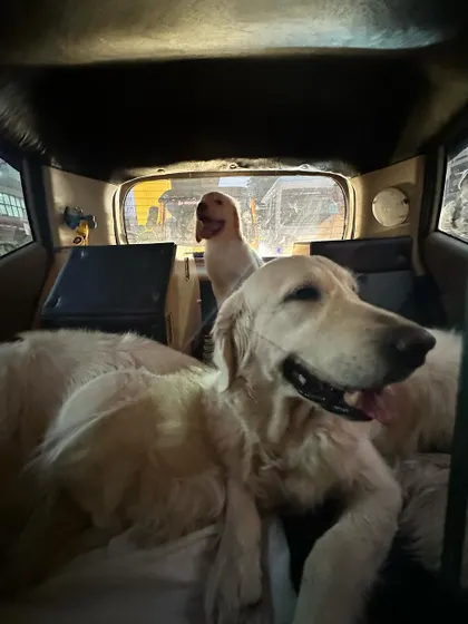 Getting a puppy comfortable with car travel is essential. These photos show Pepper learning to share space and relax during car rides with my dogs. Early and positive exposure to travel helps create a dog that is a great companion for all of life's adventures.