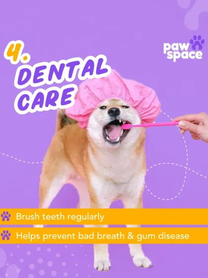 Dental care is a vital part of your pet's health. My grooming service can include regular teeth brushing to help prevent bad breath and gum disease, keeping your pet's smile bright.