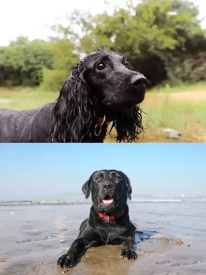 A tale of two black dogs. The top frame shows a wet Cocker Spaniel with a curious gaze, while the bottom shows a happy Labrador relaxing on a sandy beach. This showcases the diverse personalities we love to capture.