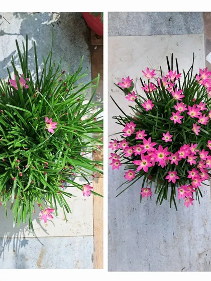 A before-and-after collage of my Rain Lily plant.