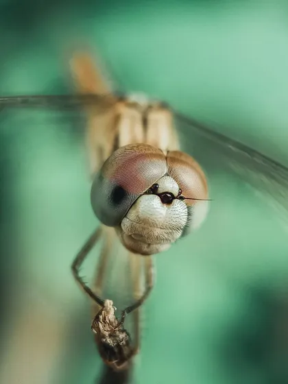 A head-on macro view of a dragonfly, giving a sense of its curious expression. These close-ups reveal the fascinating world of insects.