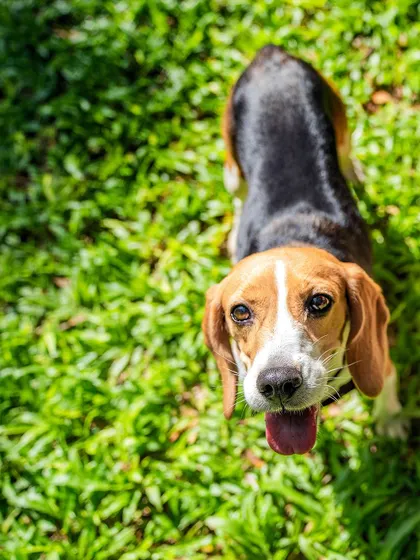 A handsome Beagle enjoying the sunshine. This dog was a "freagle," meaning he was freed from animal testing. His happy life now is a beautiful success story.