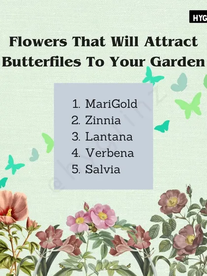Want to attract butterflies to your garden? Planting flowers like Marigold, Zinnia, and Lantana will bring these beautiful pollinators to your yard.