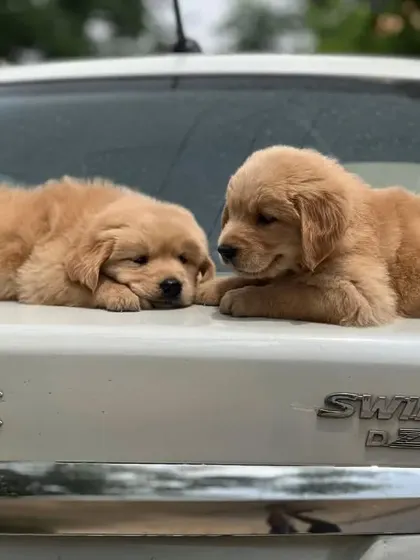 A sweet moment between two Golden Retriever siblings. Their gentle interaction shows the lovely temperament that makes this breed so beloved.