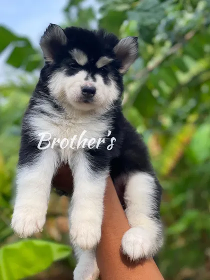 A clear, outdoor shot of a black and white Husky puppy. The natural light shows off the texture of his woolly coat and his healthy, solid build.