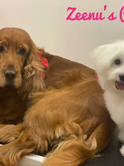 Best friends forever! This Cocker Spaniel and Maltese duo are showing off their complementary styles after a shared spa day.