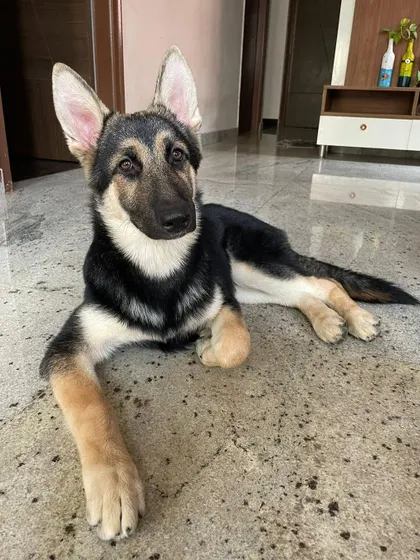 UPDATE: ADOPTED. Biscuit, a 4-5 month old GSD mix baby girl, has found her home. She is a high-energy girl who is well-socialized with other dogs.