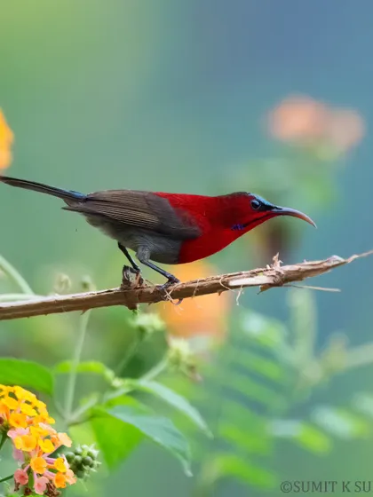 The male Crimson Sunbird, a flash of brilliant red and deep blue, seen here against a backdrop of lantana flowers. The contrast between the male and female is a lesson in evolutionary biology.