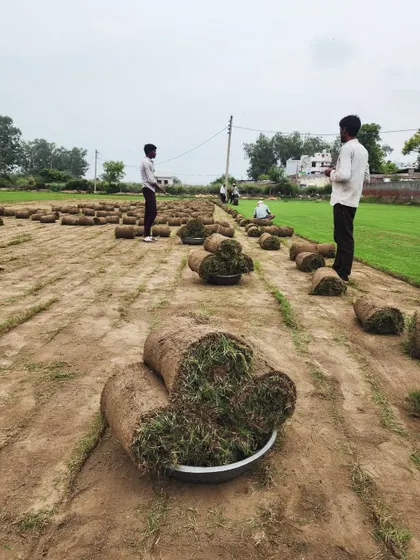 Our team stands by as rolls of Selection No.1 turf are prepared. We oversee every step of the process to guarantee quality.