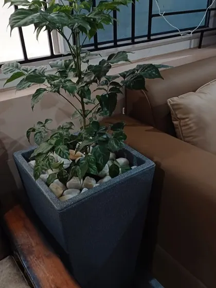 This China Doll plant (Radermachera sinica) in a square, textured grey planter adds a delicate, bushy green presence next to a living room sofa.