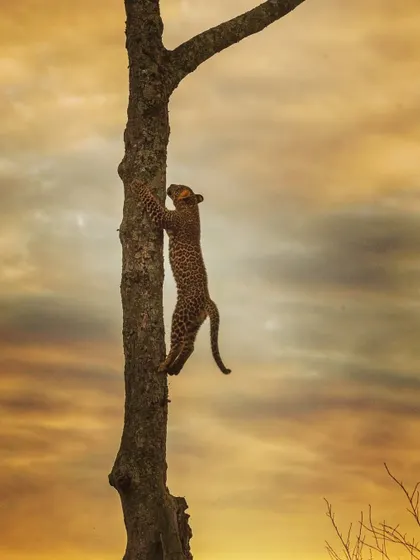 Another shot of the leopard cub climbing, showing its agility and determination. Capturing action against a beautiful background is a key goal on our photography tours.