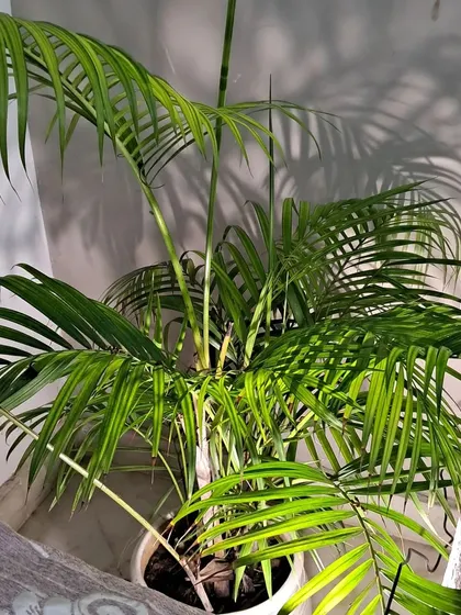 The Areca Palm looks beautiful when sunlight creates shadows of its leaves on the wall.