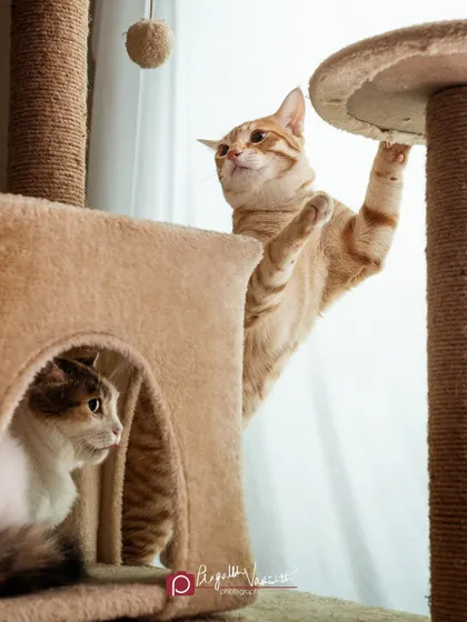 A dynamic shot of two cats on their cat tree, one hiding and one about to pounce. It captures their playful and interactive nature.