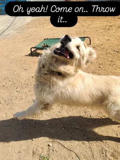 Oh yeah! Come on, throw it. The excitement is real when the ball comes out.