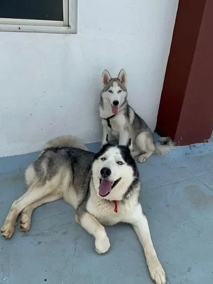 Back at home, the two Huskies are chilling out on the terrace after their big day of playing.