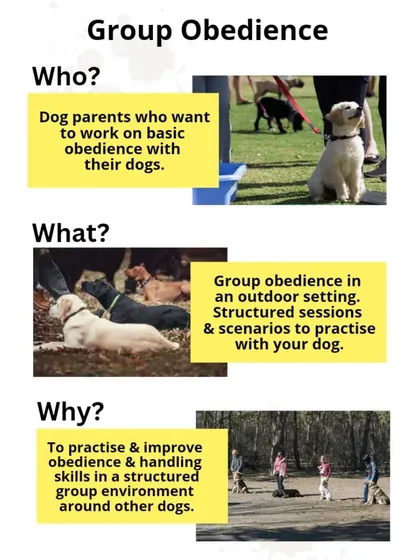 This breaks down the Who, What, and Why of my group obedience training. It's designed for dedicated dog parents looking to practice in a structured environment and improve their handling skills around real-life distractions like other dogs.