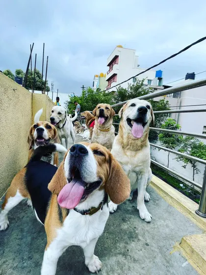 Just look at these happy faces. This is the Petaholics pack, a mix of Beagles, Labradors, and Indies, all enjoying the fresh air on our secure terrace. A happy, well-socialized dog is our number one goal.