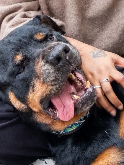 A happy, relaxed Jag getting a belly rub. Pure bliss.