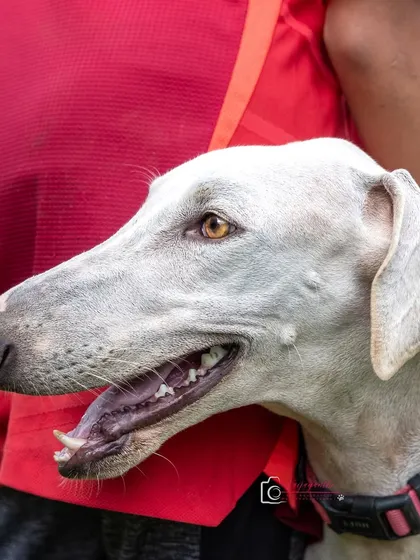 A portrait of a beautiful Mudhol Hound named Hakeem. It was a joy to finally capture the elegant and goofy nature of this unique breed.