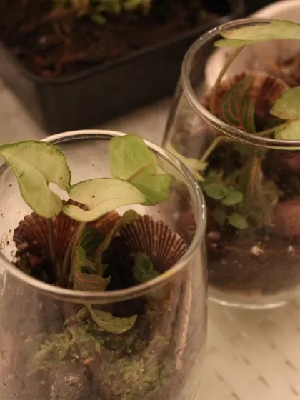 A close-up of two mini terrariums created during our workshop at DLF Clubs. Even in a small glass, you can create a beautiful arrangement with arrowhead plants, moss, and decorative shells.