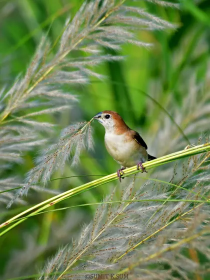 An Indian Silverbill carefully collecting nesting material from the fluffy heads of Kaans grass.
